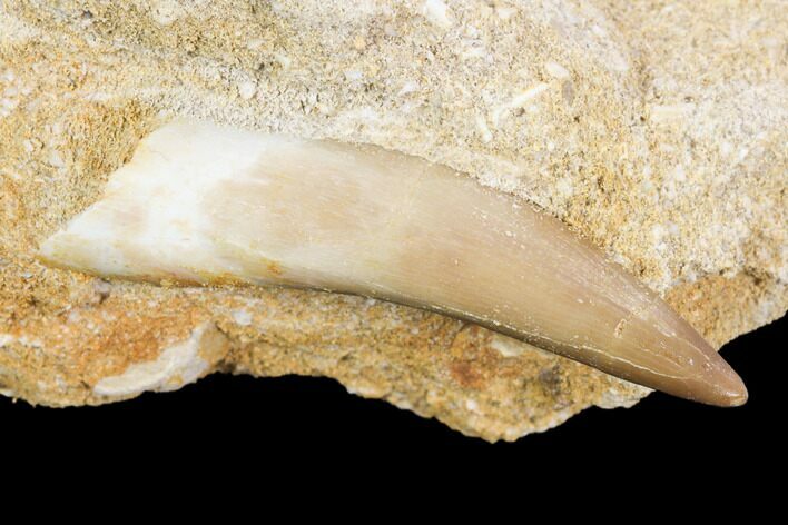 Fossil Plesiosaur (Zarafasaura) Tooth - Morocco #121691